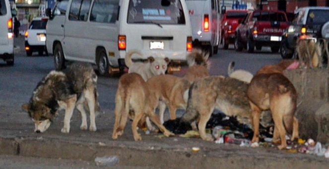 Mascota abandonada en la calle