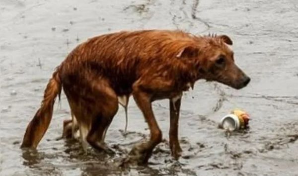 Perro abandonado en un dia lluvioso