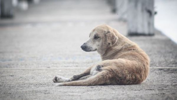 Perro abandonado con heridas